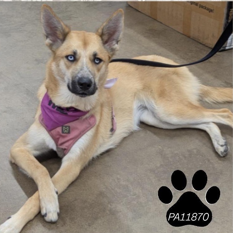 Lexi, ADOPTABLE, Young Female Husky.