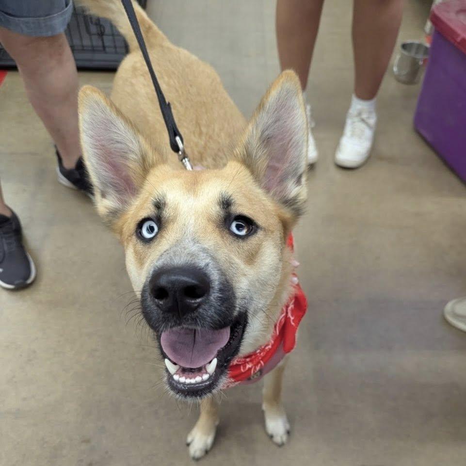 Enlarge Lexi, a ADOPTABLE mixed breed in Thompson, PA image 3/6