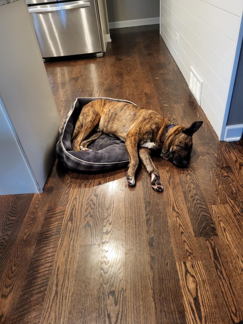 Tank, Adopted, Young Male Mixed Breed.