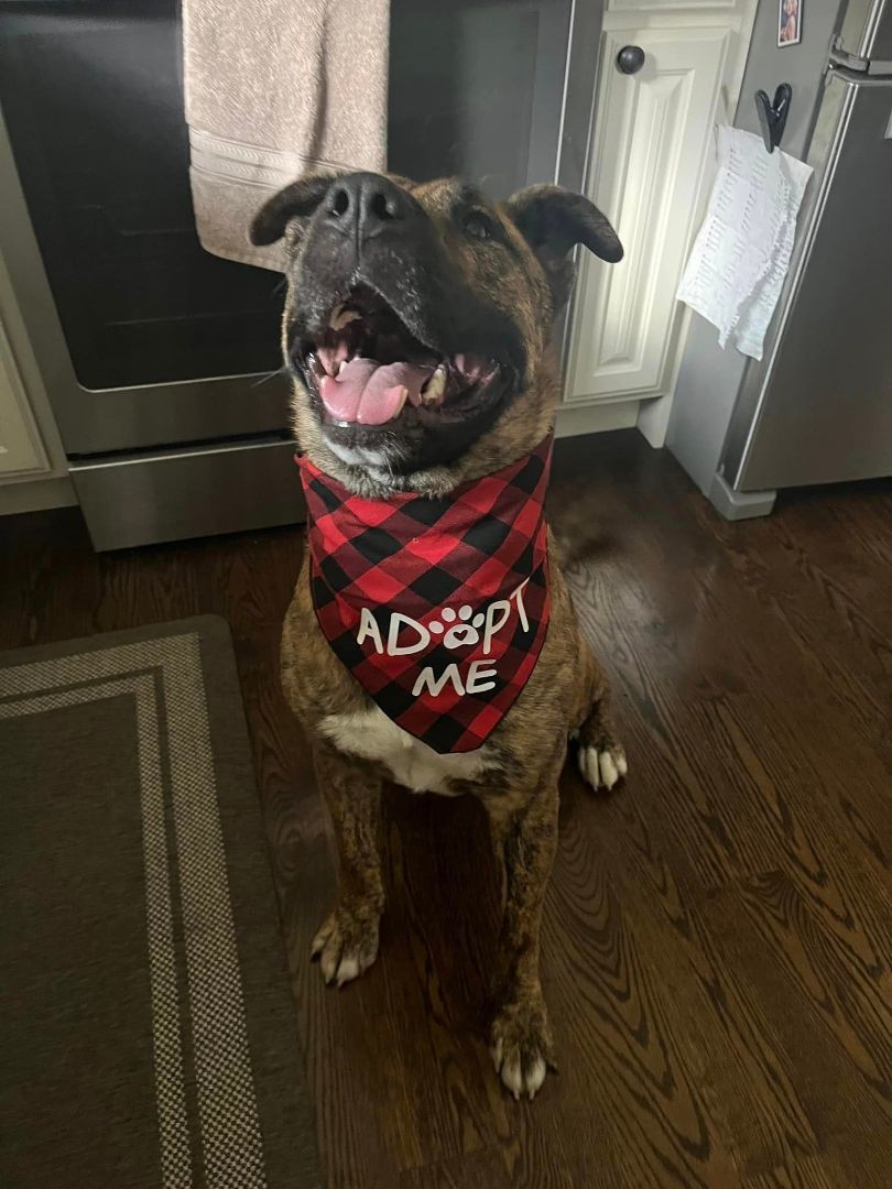 Tank, a Adopted Mixed Breed image 2/6