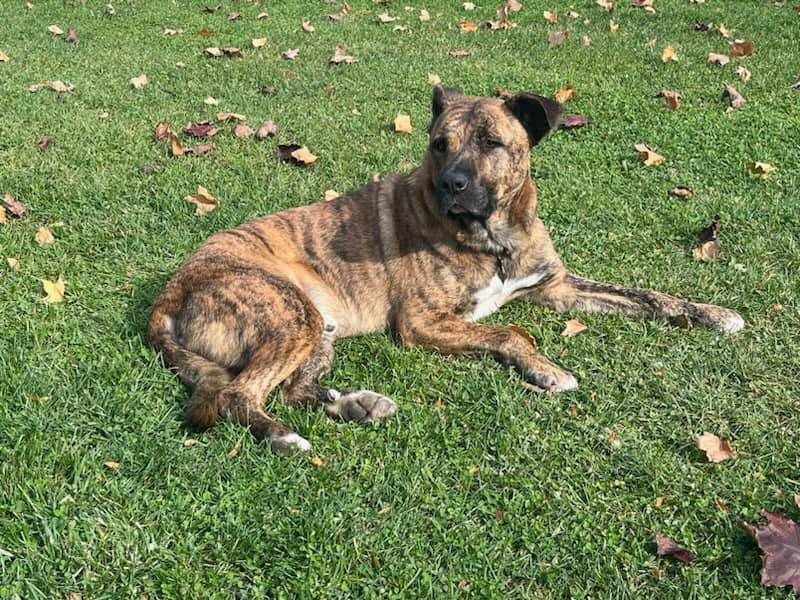 Tank, a Adopted Mixed Breed image 3/6