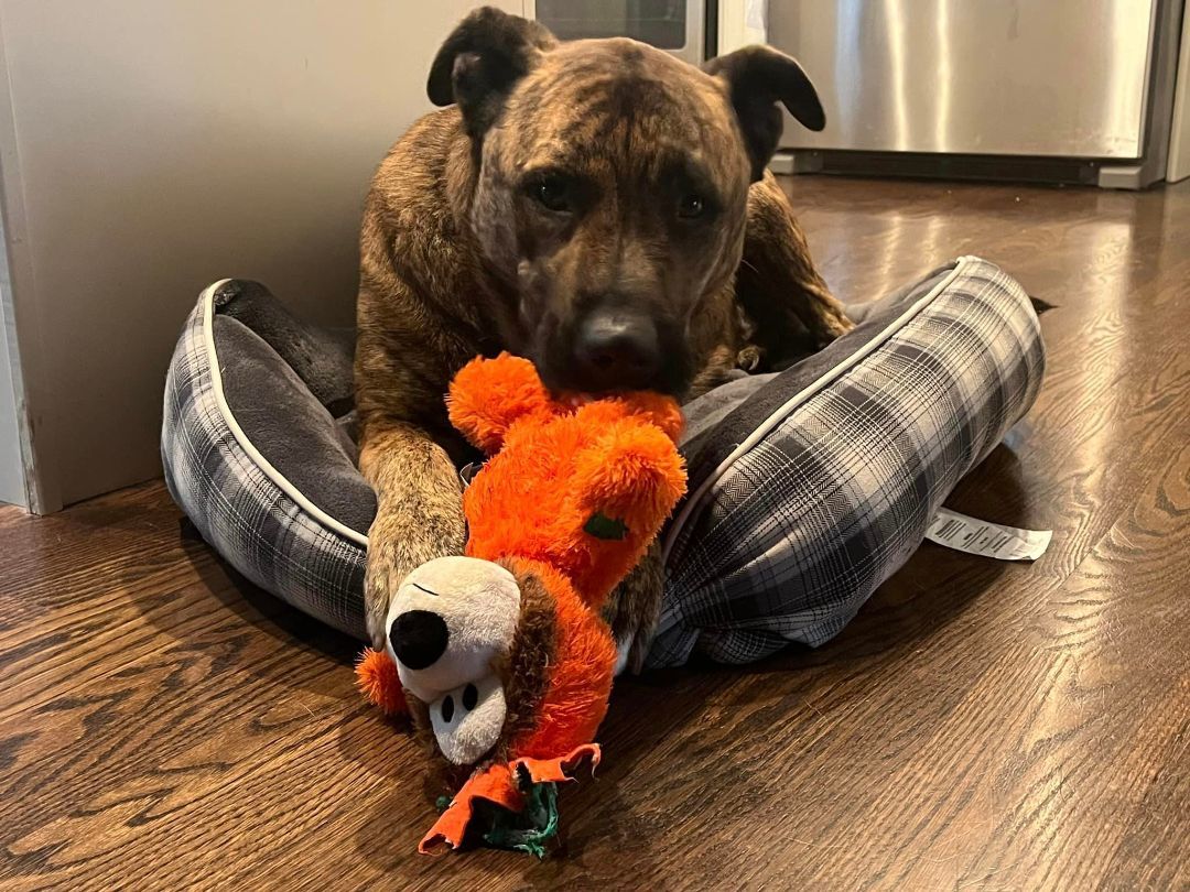 Tank, a Adopted Mixed Breed image 4/6