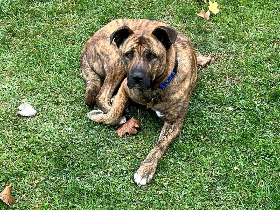 Tank, a Adopted Mixed Breed image 5/6