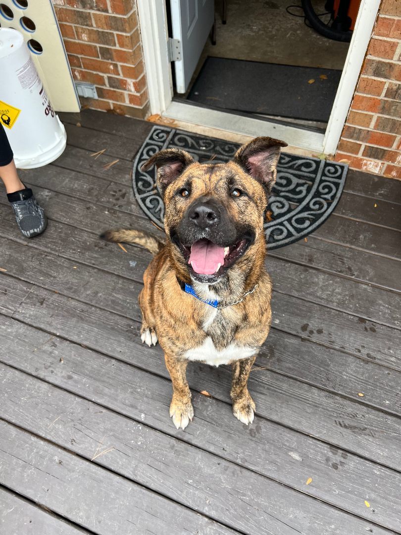 Tank, a Adopted Mixed Breed image 6/6