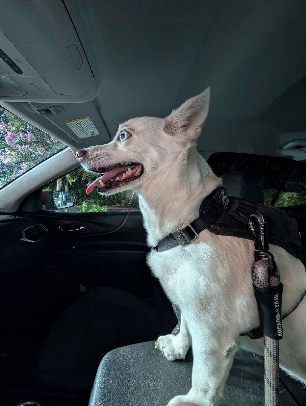 Enlarge Riceball (RB), a Adopted mixed breed in San Diego, CA image 1/3