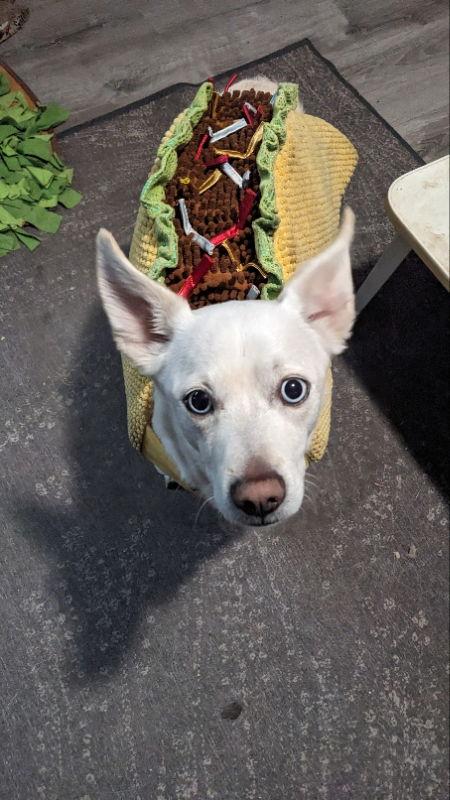 Enlarge Riceball (RB), a Adopted mixed breed in San Diego, CA image 3/3