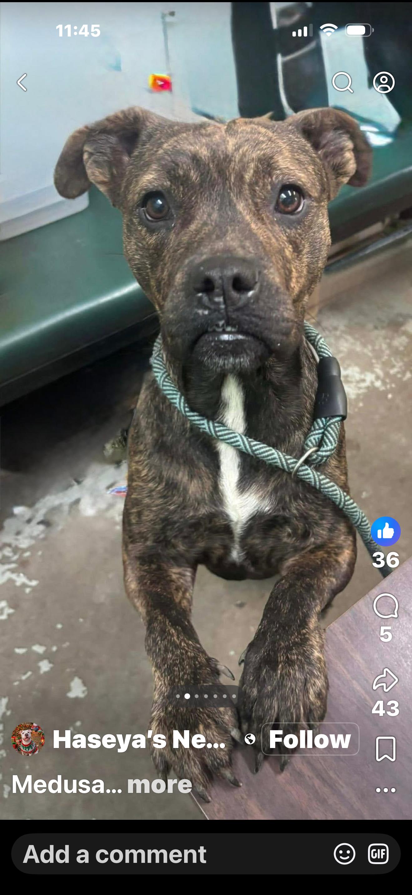 Medusa, ADOPTABLE, Adult Female Mixed Breed.