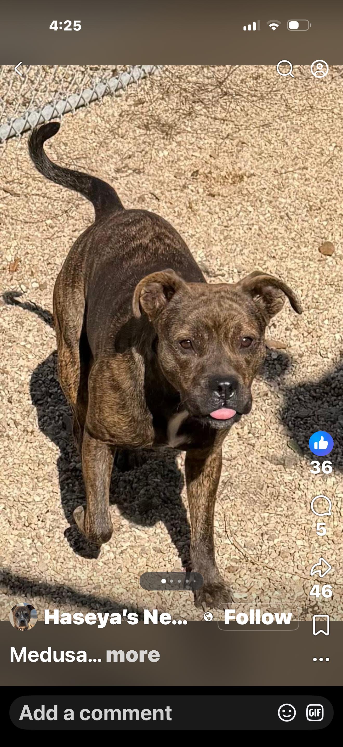 Enlarge Medusa, a ADOPTABLE Mixed Breed in Rayne, LA image 2/3