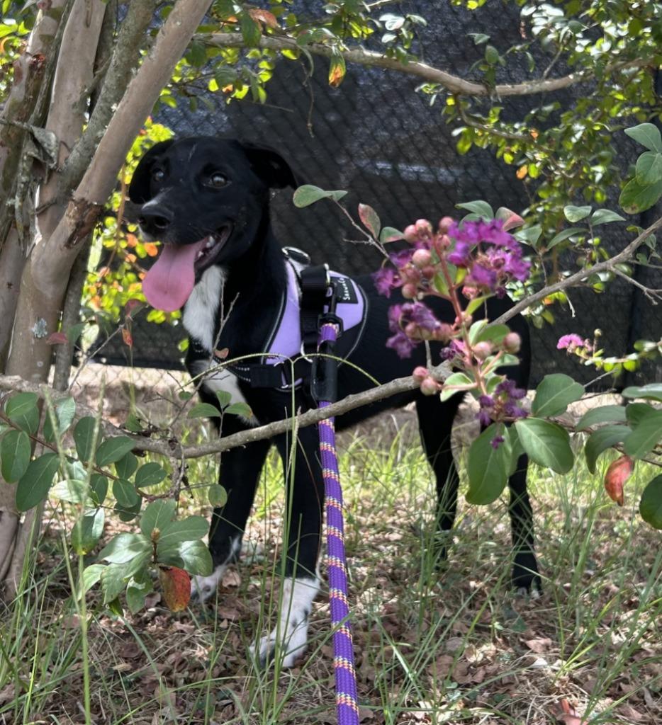 Ms Miyagi, Adoptable, Puppy Female Pointer.