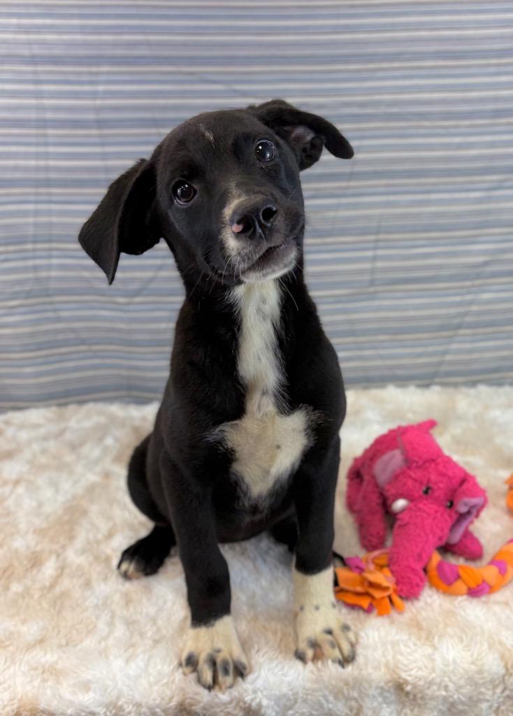 Enlarge Misses Miyagi, a Adoptable mixed breed in Nacogdoches, TX image 1/4