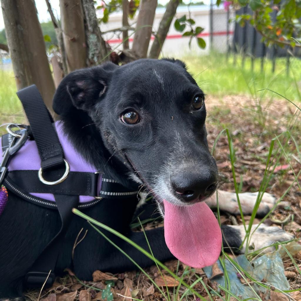 Ms Miyagi, a Adoptable mixed breed in Nacogdoches, TX image 2/5