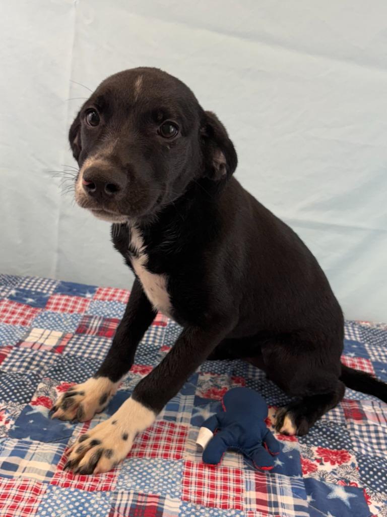 Ms Miyagi, a Adoptable mixed breed in Nacogdoches, TX image 2/5