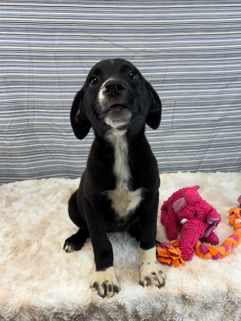 Enlarge Misses Miyagi, a Adoptable mixed breed in Nacogdoches, TX image 2/4