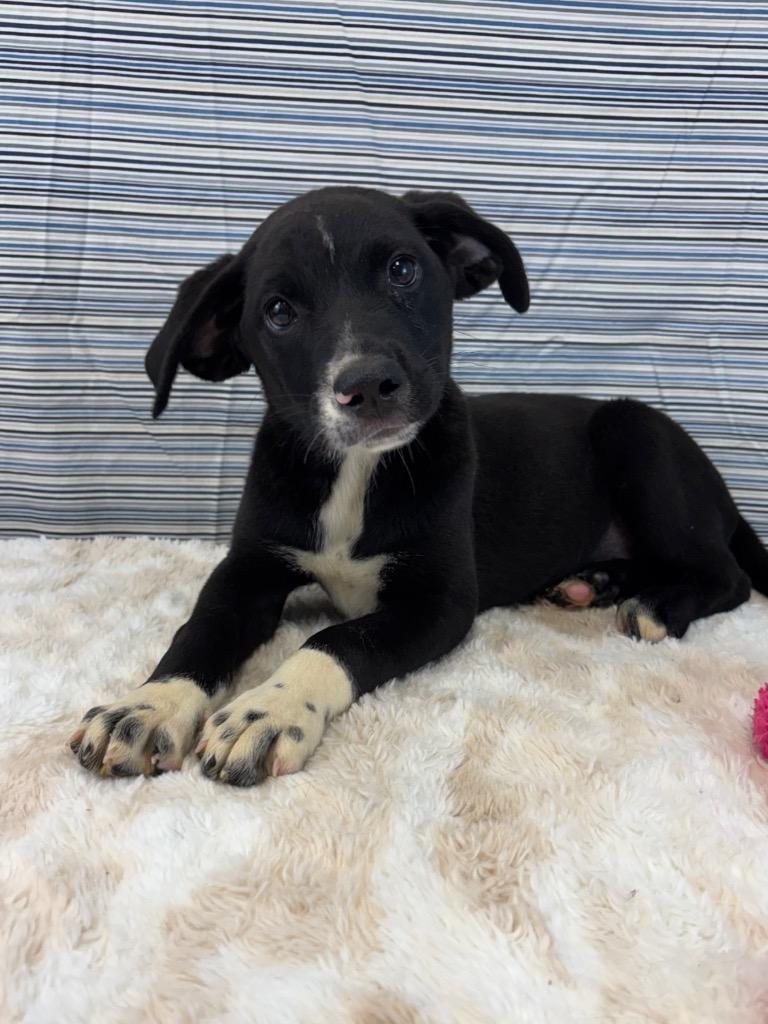Enlarge Misses Miyagi, a Adoptable mixed breed in Nacogdoches, TX image 3/4