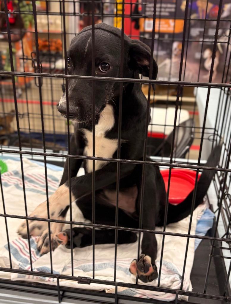 Ms Miyagi, a Adoptable mixed breed in Nacogdoches, TX image 4/5