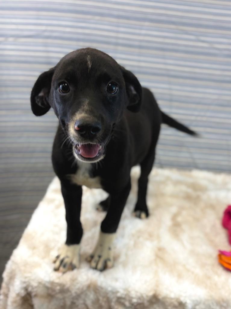 Enlarge Misses Miyagi, a Adoptable mixed breed in Nacogdoches, TX image 4/4