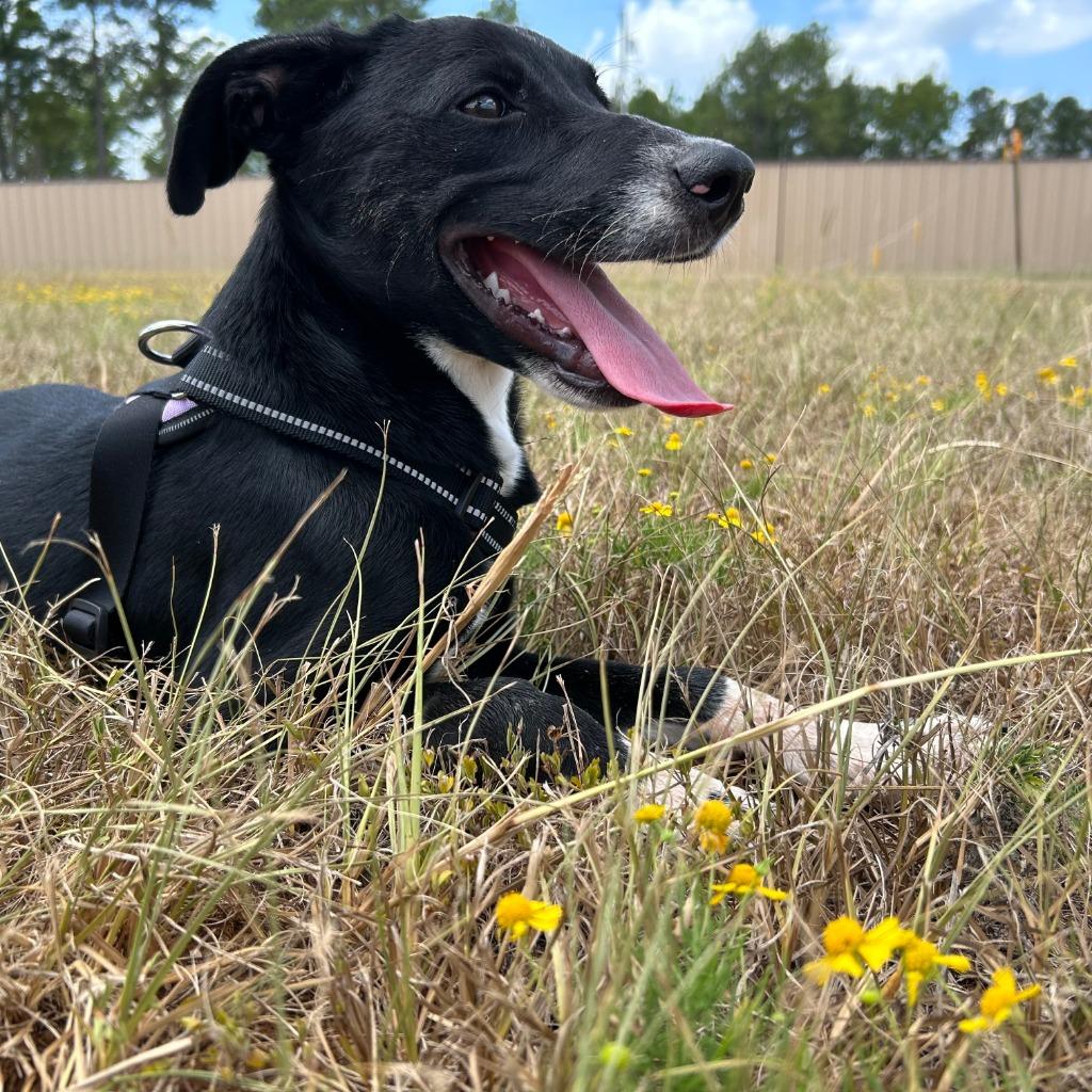 Ms Miyagi, a Adoptable mixed breed in Nacogdoches, TX image 5/5