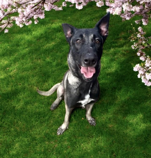 Enlarge Landon, a Adoptable Belgian Shepherd / Malinois in Winter haven, FL image 1/1