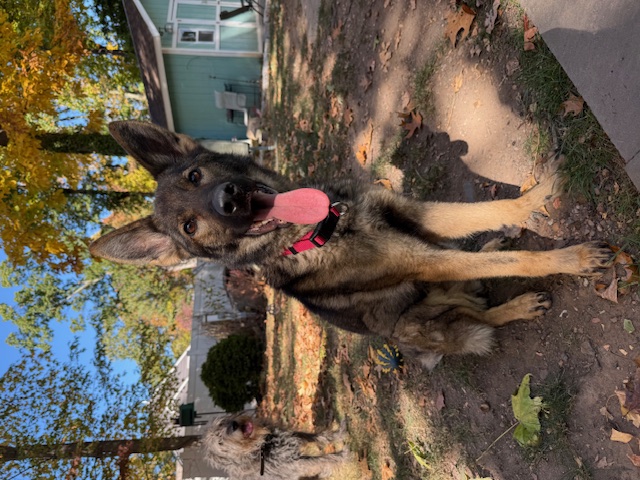 Gwen, Adopted, Young Female German Shepherd Dog.