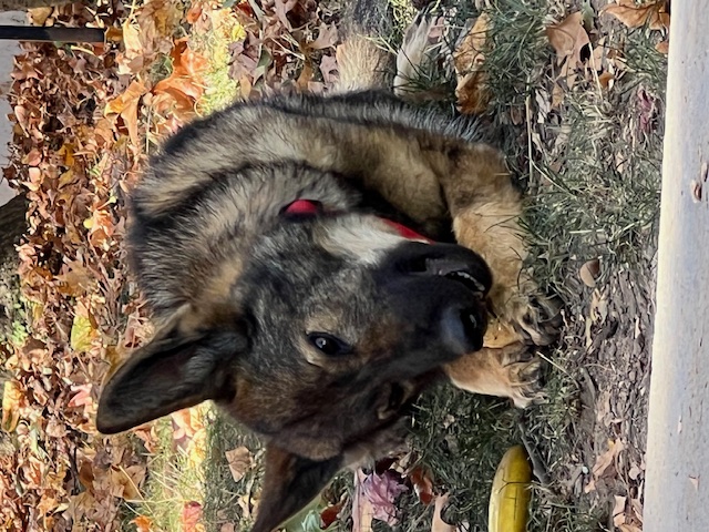Enlarge Gwen, a Adopted German Shepherd Dog in Morristown, NJ image 2/2