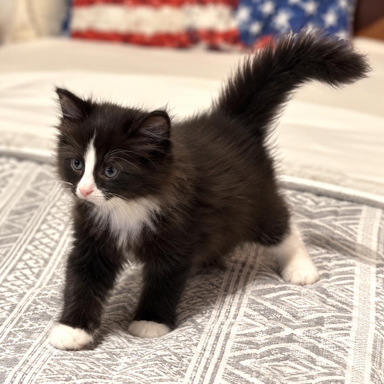 Enlarge Pepper Jack, a Adoptable Tuxedo in Hillsborough, NJ image 3/6