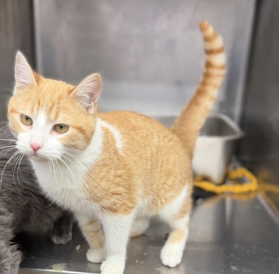 Enlarge Tater tot, an adopted Domestic Short Hair in Elwood, IL image 4/4