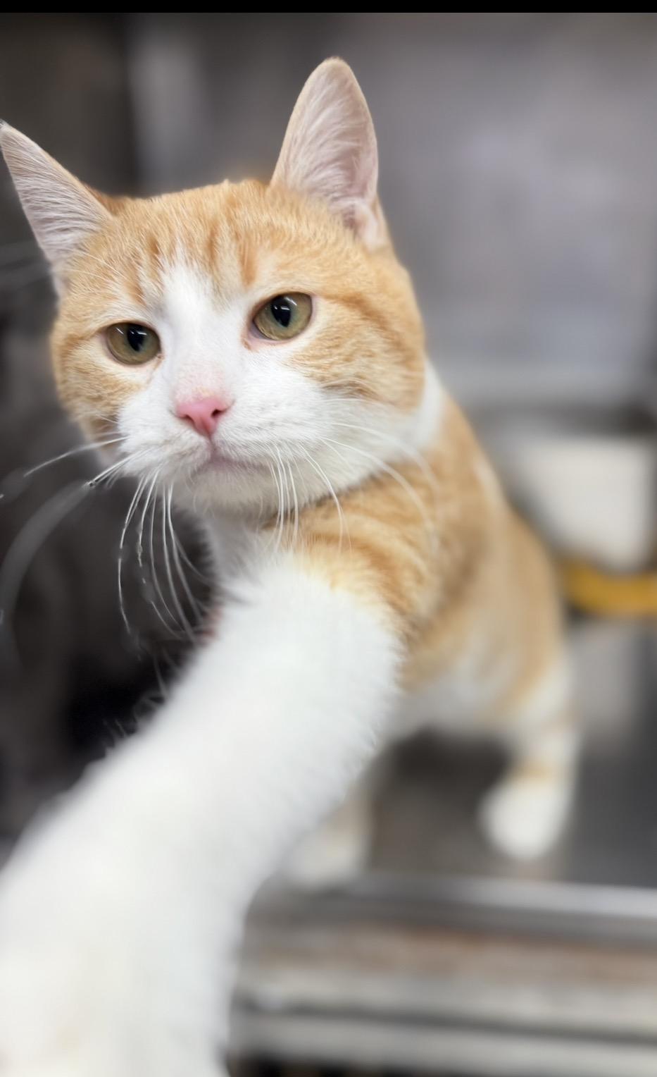 Enlarge Tater tot, an adopted Domestic Short Hair in Elwood, IL image 3/4