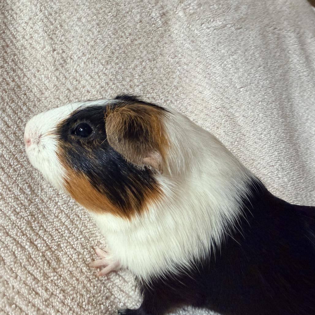 Eoin (bonded with Paddy and Bran), Adoptable, Young Male Guinea Pig.