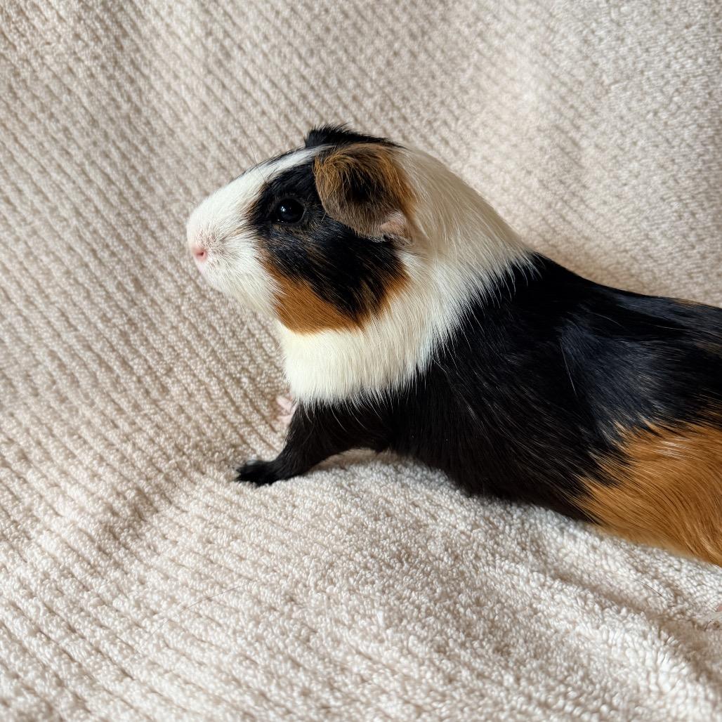 Enlarge Eoin (bonded with Paddy and Bran), a Adoptable Guinea Pig in Decatur, GA image 2/2