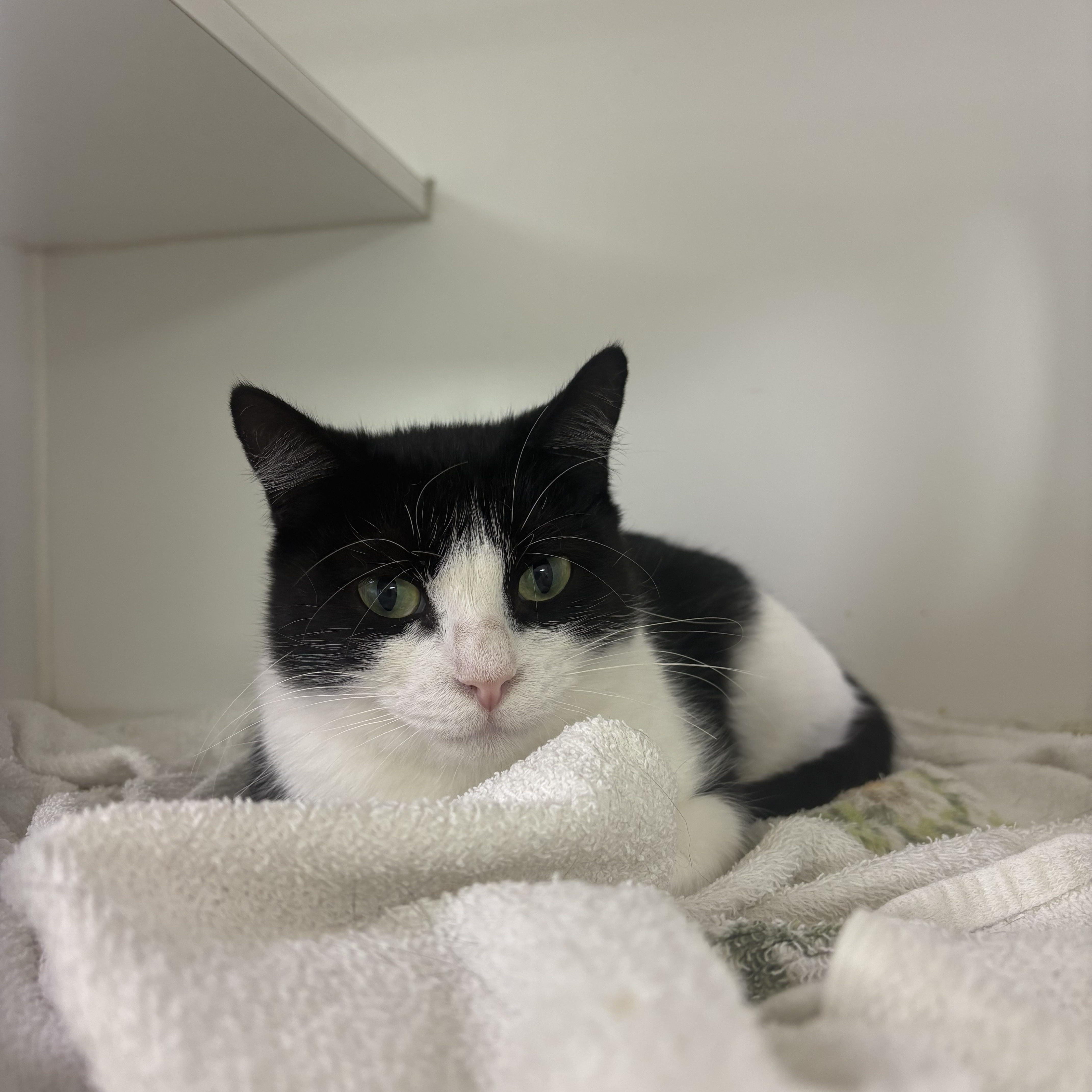 Berlin, Adoptable, Adult Female Domestic Short Hair.