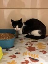 Berlin, ADOPTABLE, Adult Female Domestic Short Hair.