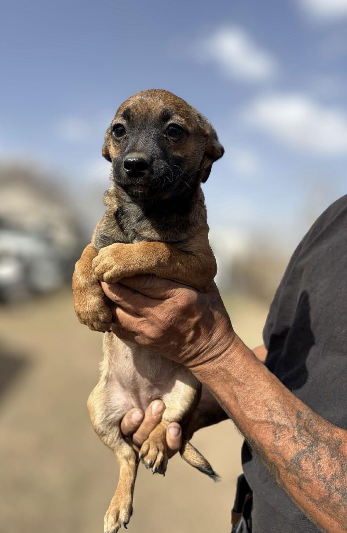 Elle, Adoptable, Young Female Rat Terrier & Chihuahua.