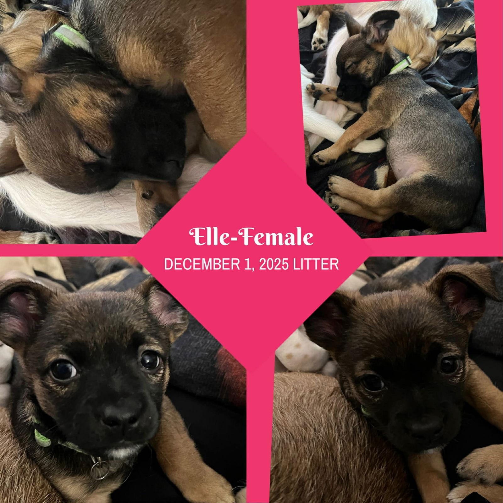 Elle, Adoptable, Young Female Rat Terrier & Chihuahua.