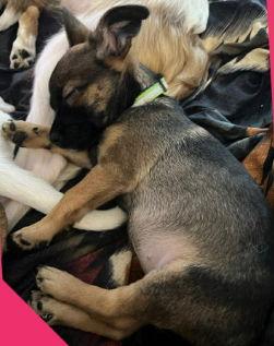 Elle, a Adoptable mixed breed in Grafton, WI image 2/3