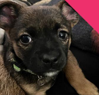 Elle, a Adoptable mixed breed in Grafton, WI image 3/3