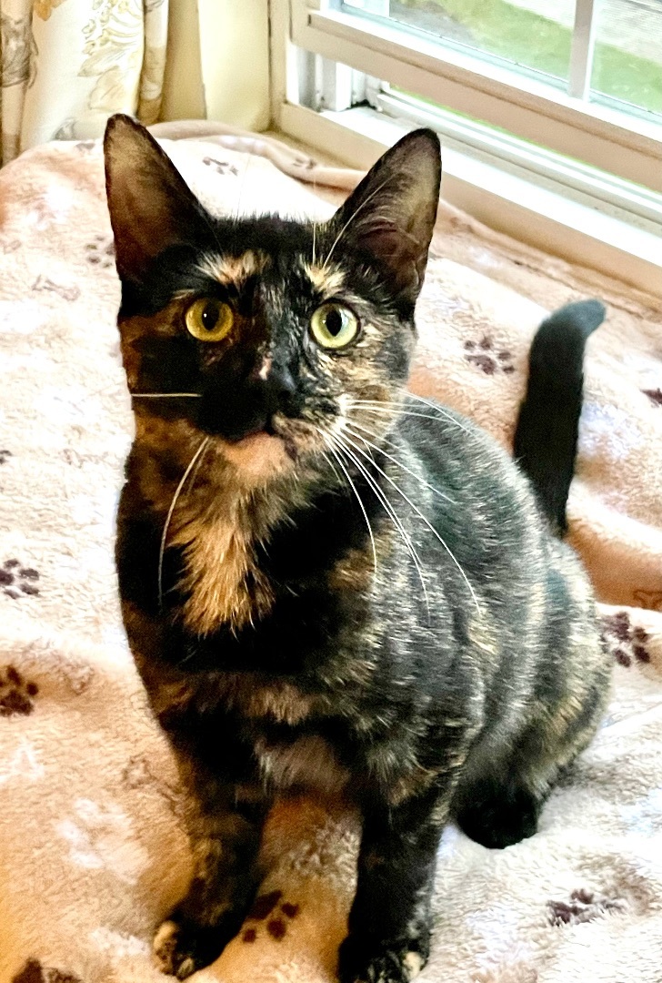 Mochi, Adopted, Young Female Tortoiseshell.