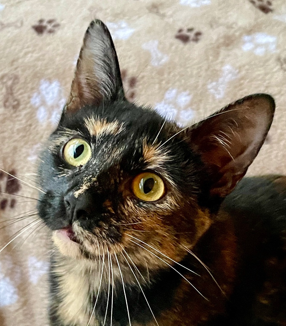 Enlarge Mochi, a Adopted Tortoiseshell in Bryn Mawr, PA image 3/5
