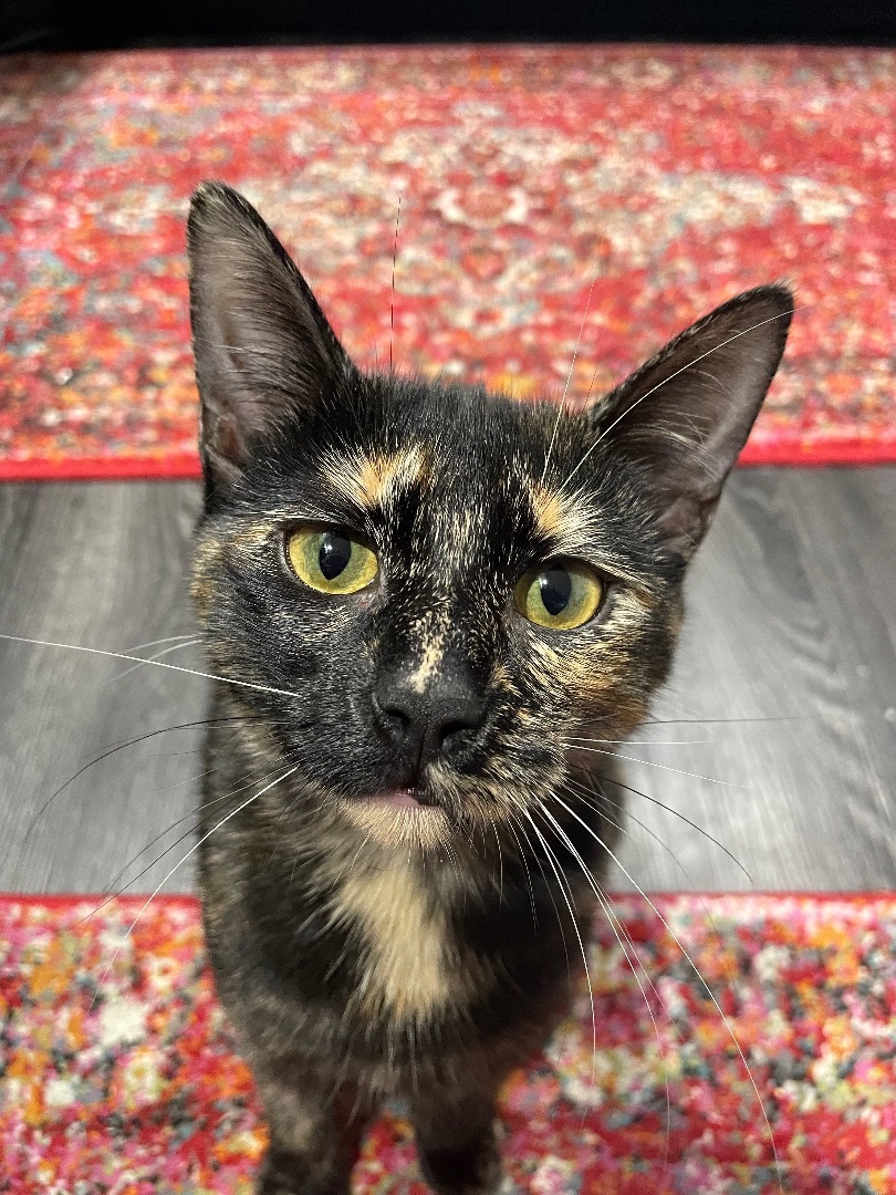 Enlarge Mochi, a Adopted Tortoiseshell in Bryn Mawr, PA image 4/5