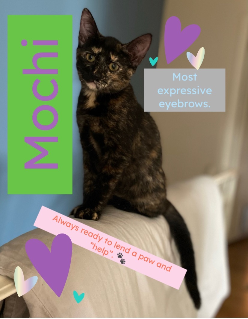 Enlarge Mochi, a Adopted Tortoiseshell in Bryn Mawr, PA image 5/5