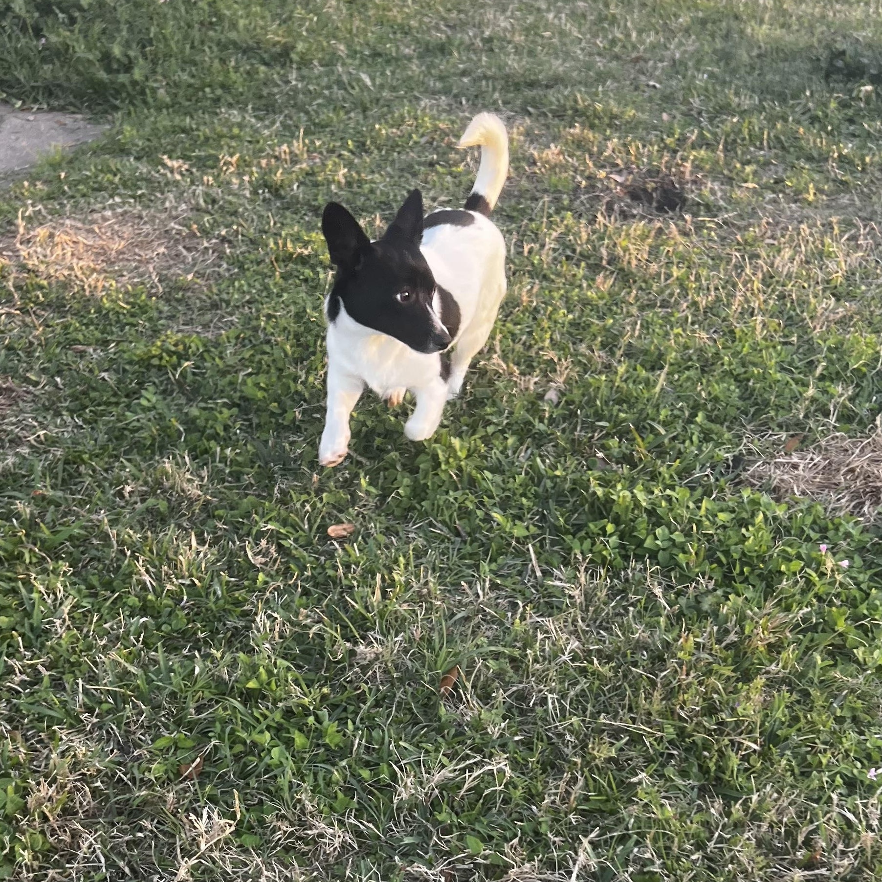 Chey — thumbnail 2