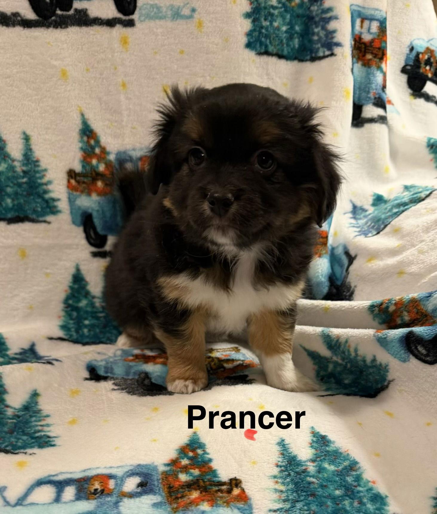 Prancer, Adoptable, Young Male Spaniel.