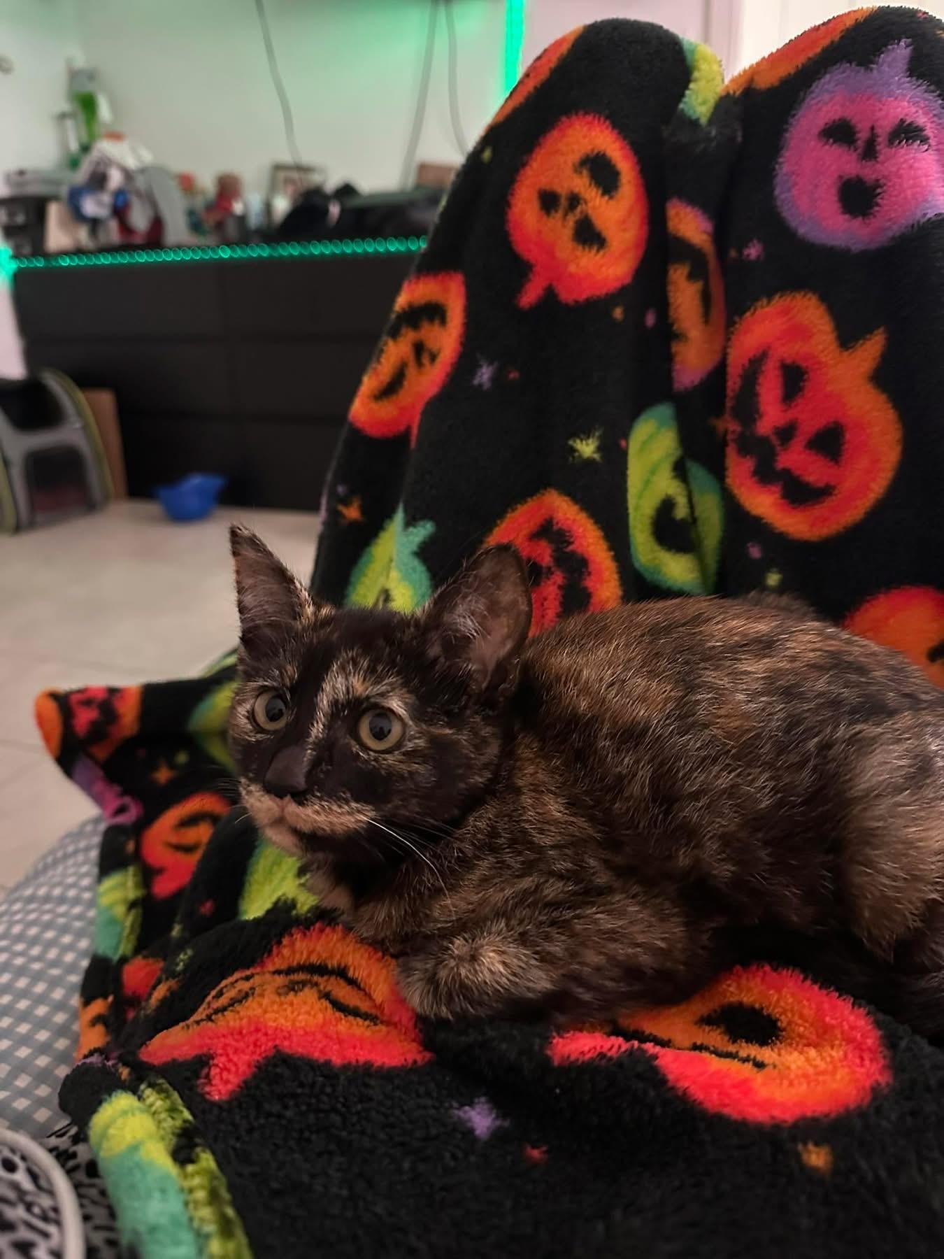 Enlarge Quinn, a Adoptable Domestic Short Hair in Santa Ana, CA image 3/5