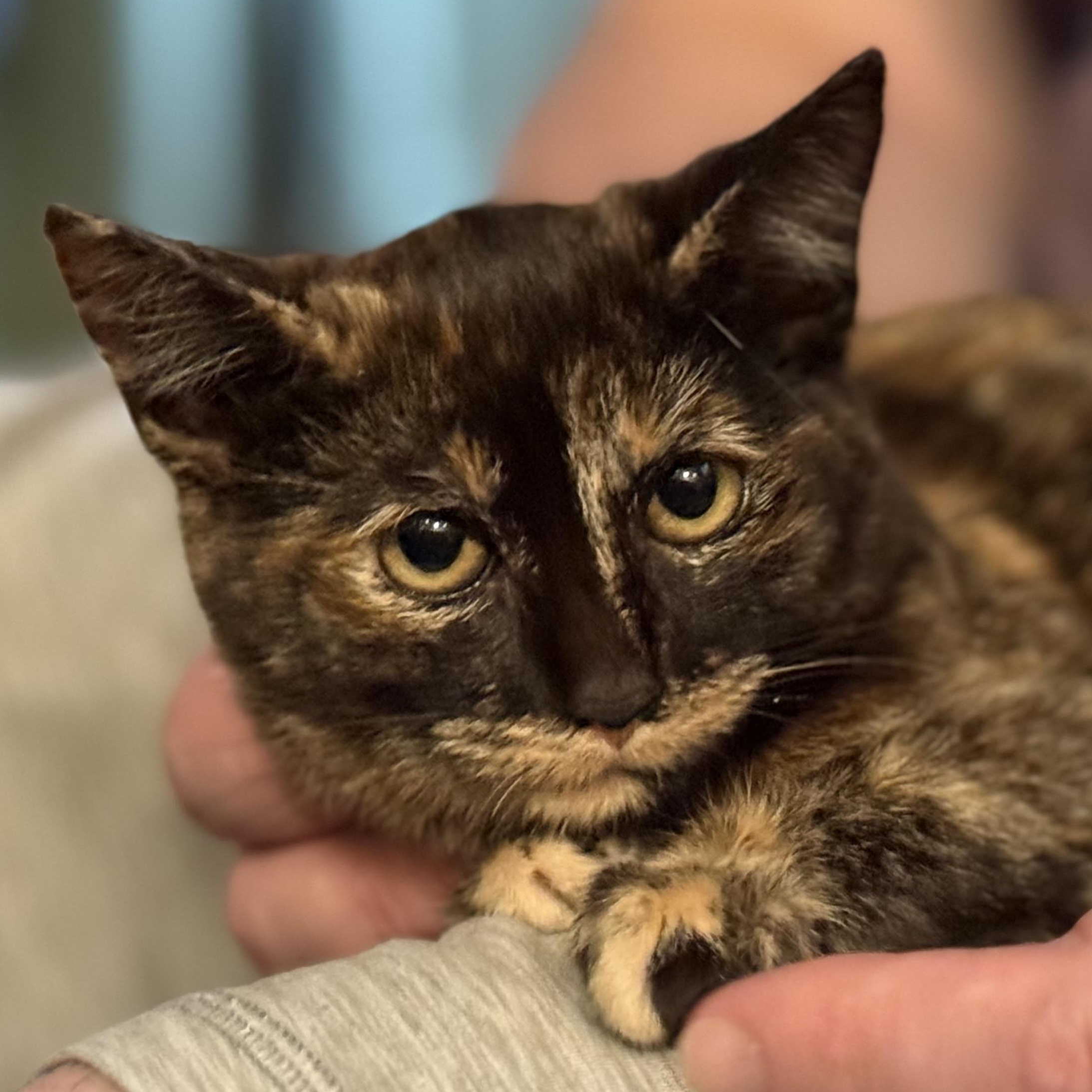 Enlarge Quinn, a Adoptable Domestic Short Hair in Santa Ana, CA image 1/5