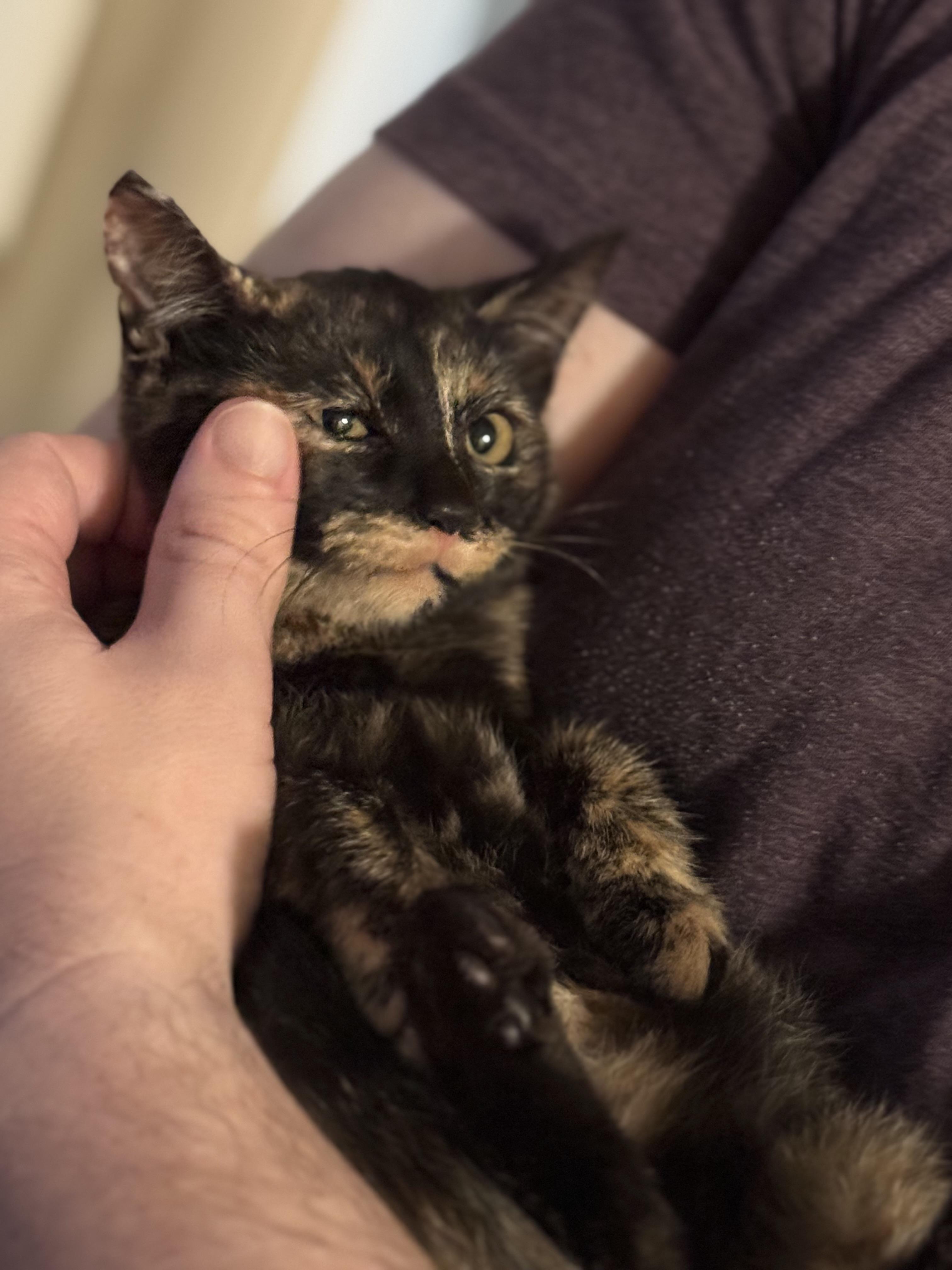 Enlarge Quinn, a Adoptable Domestic Short Hair in Santa Ana, CA image 2/5