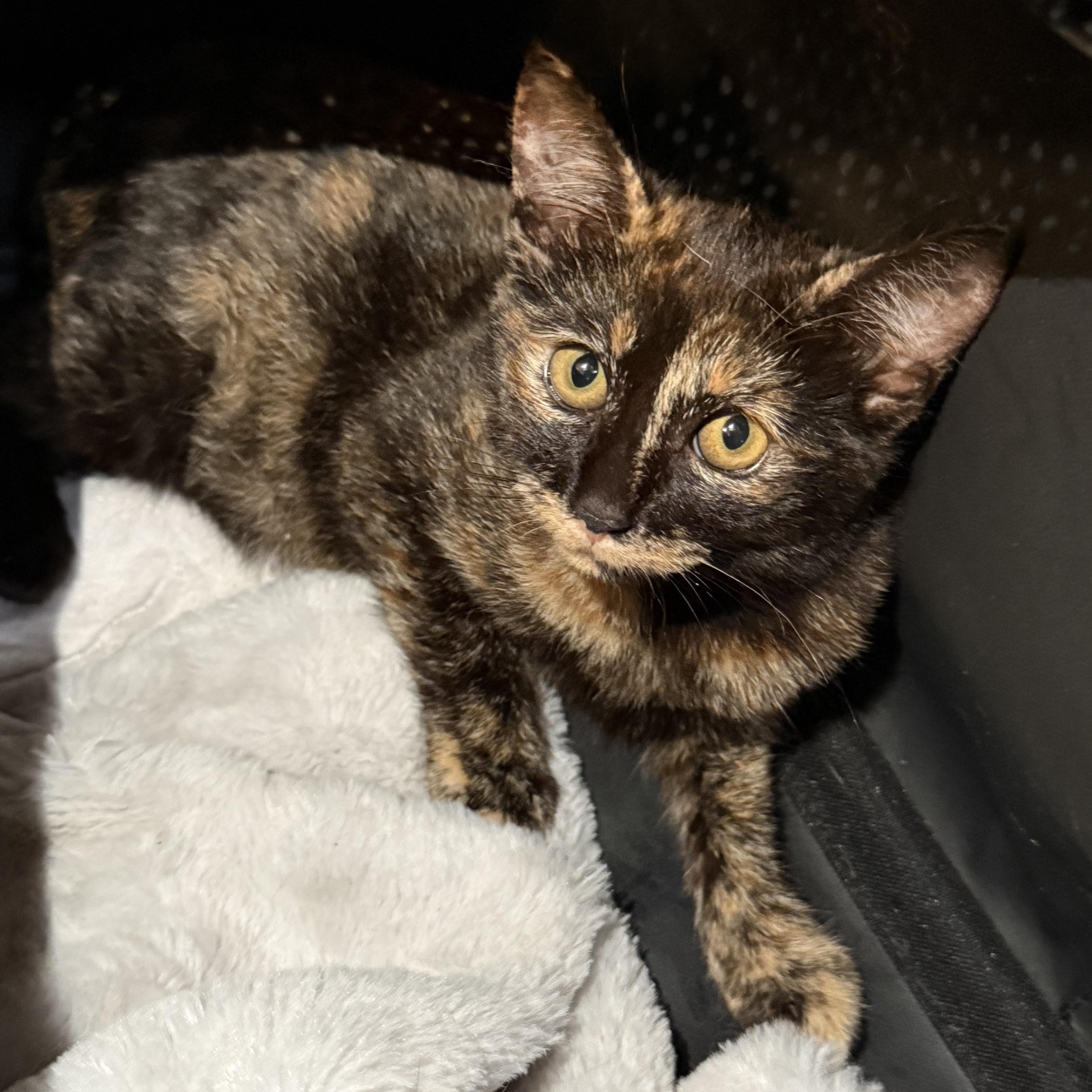 Enlarge Quinn, a Adoptable Domestic Short Hair in Santa Ana, CA image 4/5