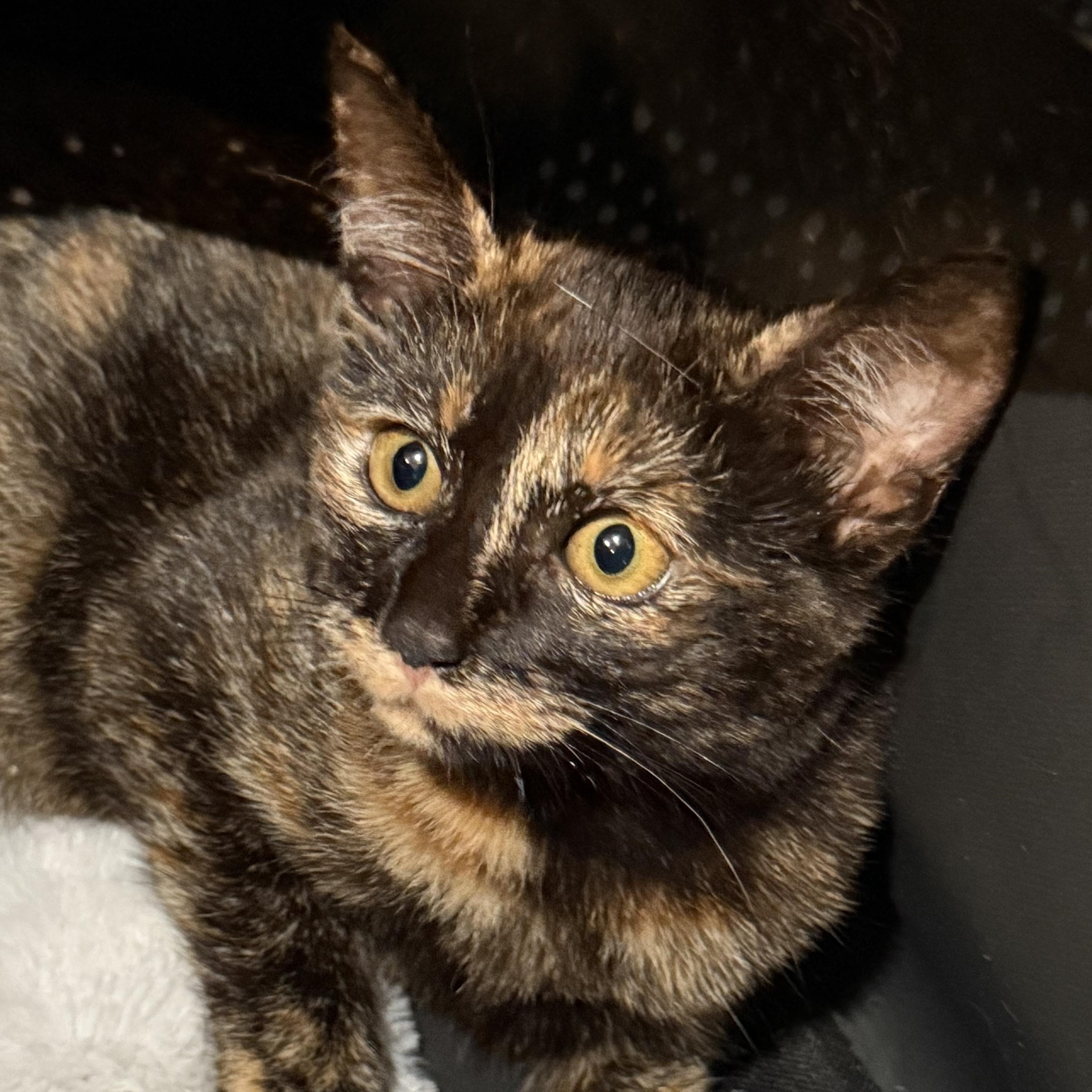 Enlarge Quinn, a Adoptable Domestic Short Hair in Santa Ana, CA image 5/5