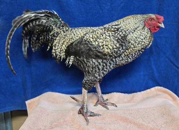 Enlarge Golden Corral, a Adoptable mixed breed in Monterey, CA image 1/1