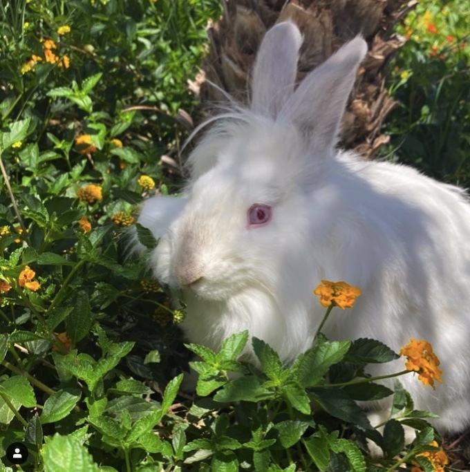 Mr. Boom, a Adoptable mixed breed in Los Angeles, CA image 1/10