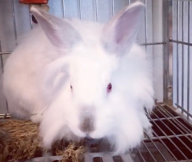 Mr. Boom, a Adoptable mixed breed in Los Angeles, CA image 2/10