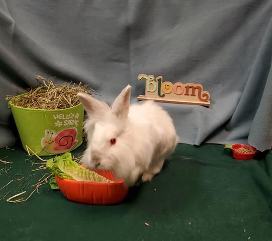 Mr. Boom, a Adoptable mixed breed in Los Angeles, CA image 3/10